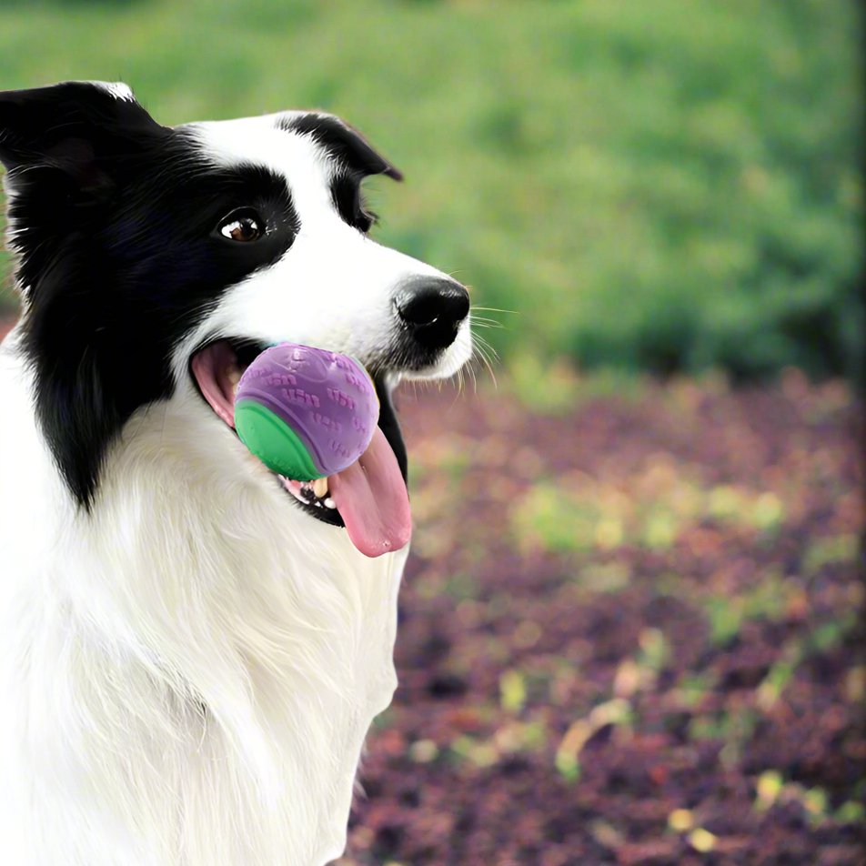 Balle pour Chien - InteractiveToys™ - Violet - Mon chien malin