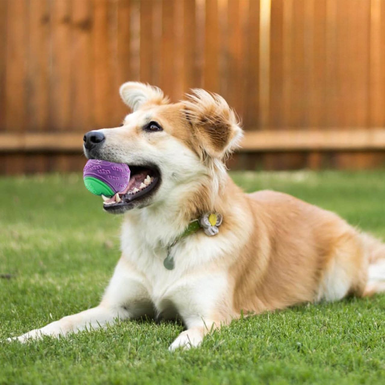 Balle pour Chien - InteractiveToys™ - Violet - Mon chien malin